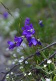 View full-size image Campanula saxifraga