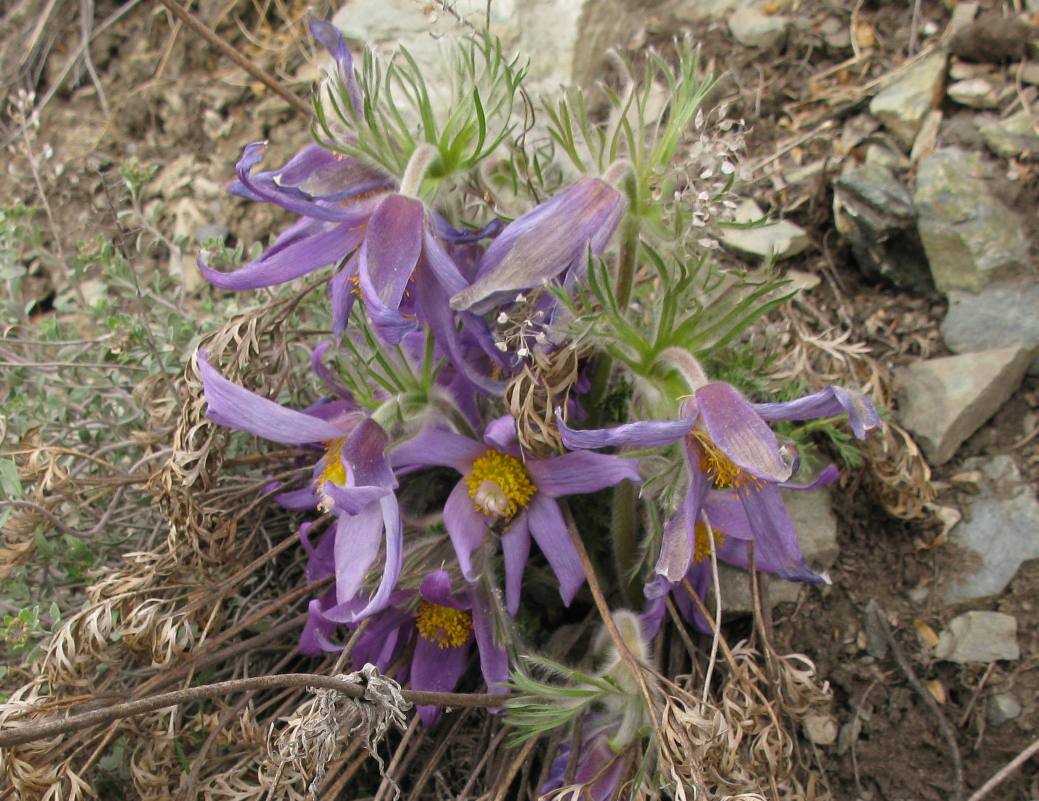 Изображение особи Pulsatilla usensis.