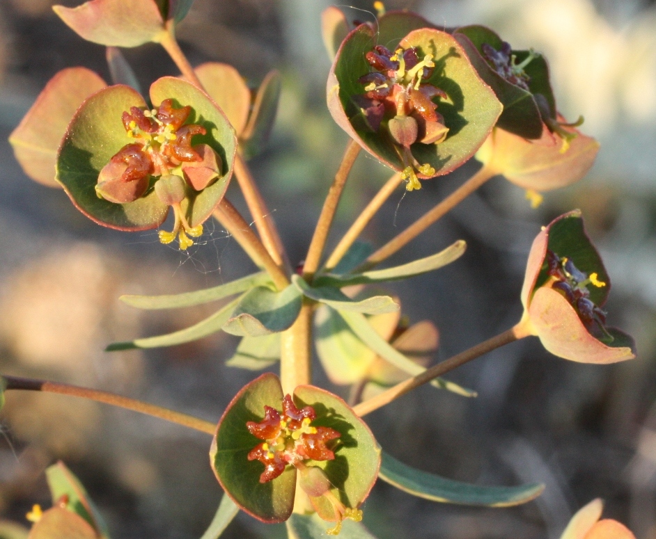 Image of Euphorbia subcordata specimen.