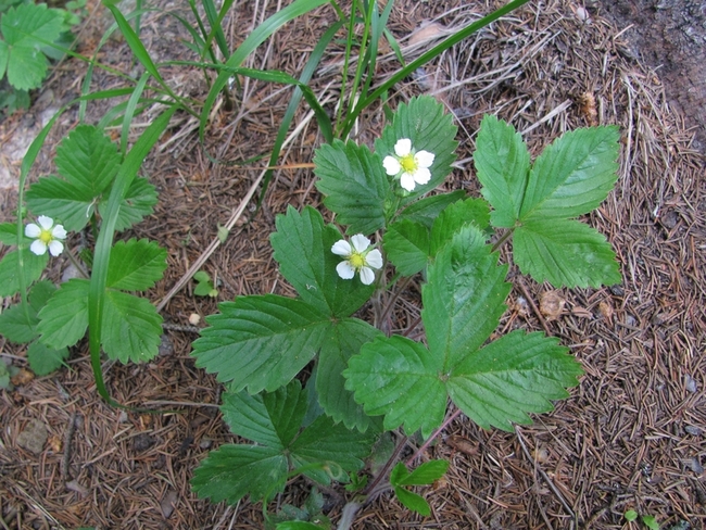 Изображение особи Fragaria vesca.