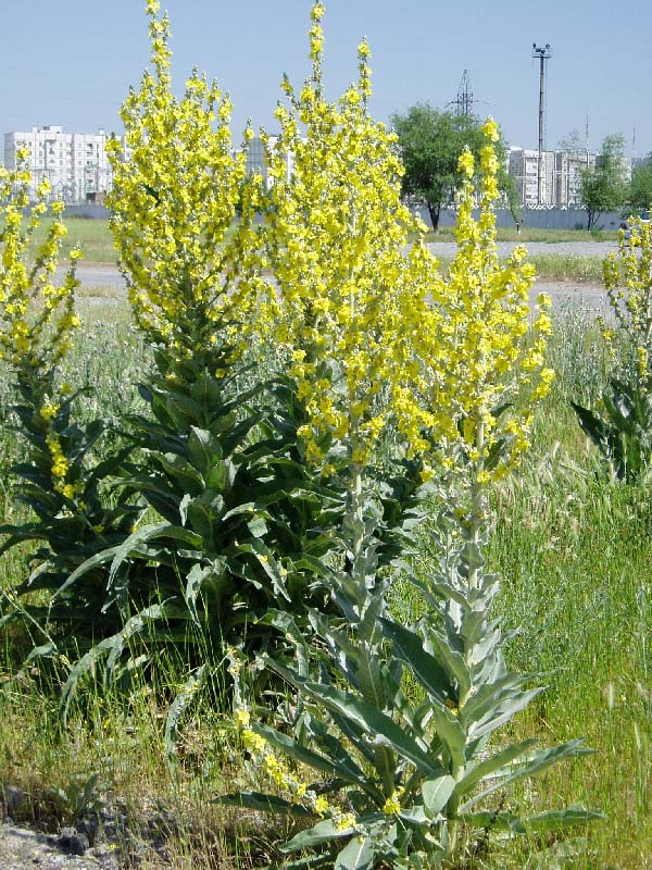 Image of Verbascum songaricum specimen.