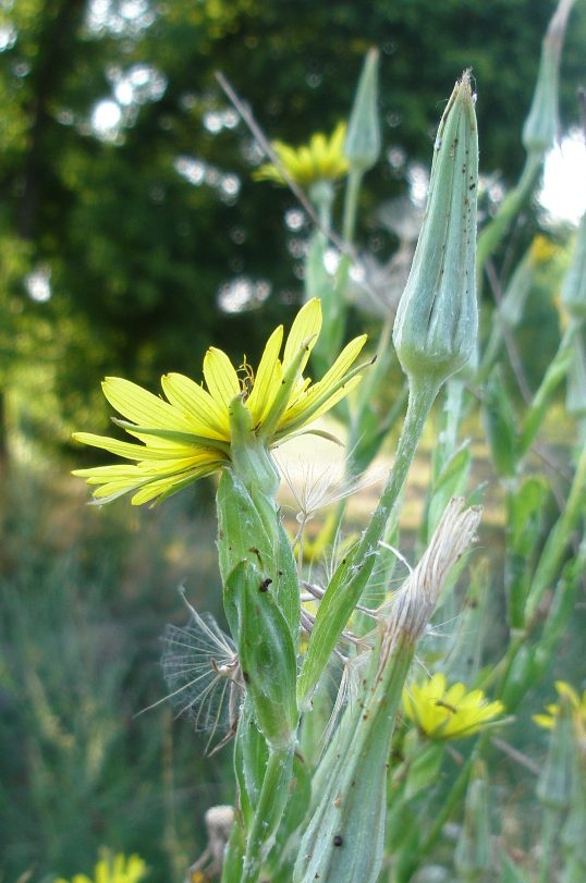 Image of genus Tragopogon specimen.