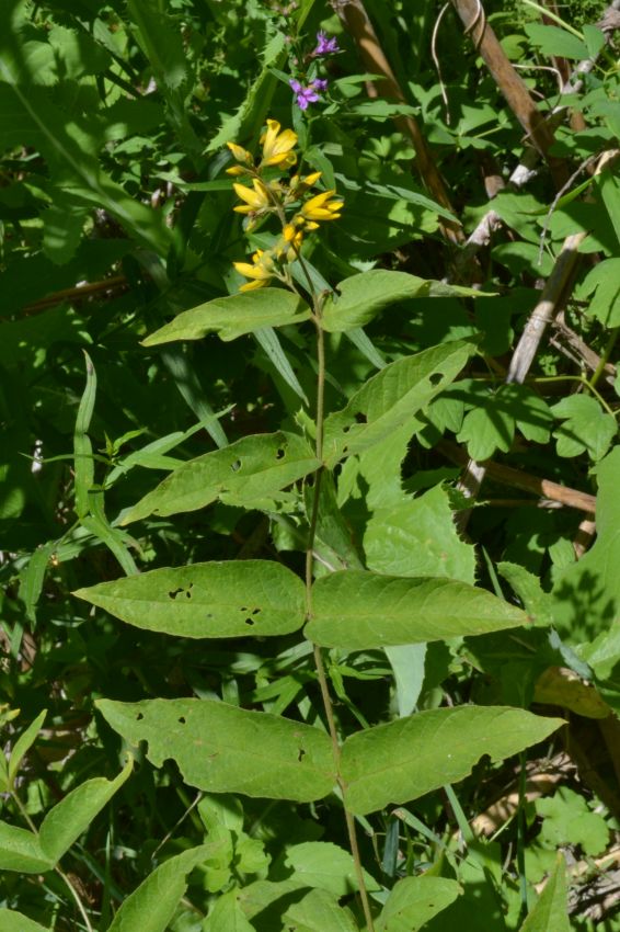 Image of Lysimachia vulgaris specimen.