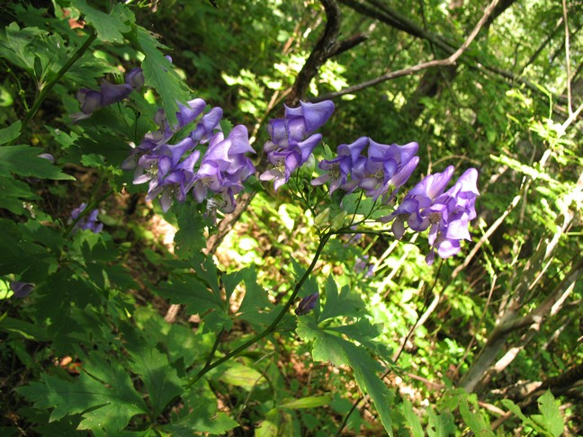 Изображение особи Aconitum sczukinii.