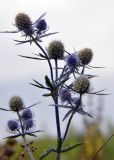 Eryngium planum