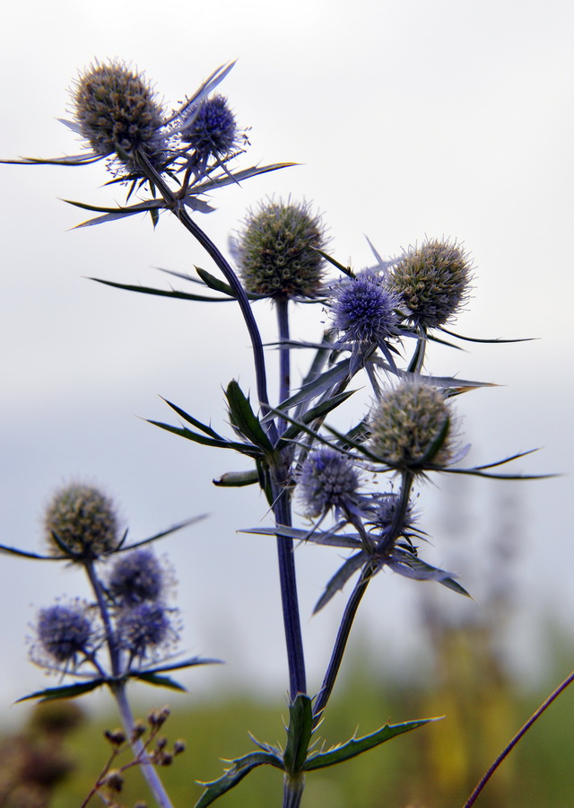 Image of Eryngium planum specimen.