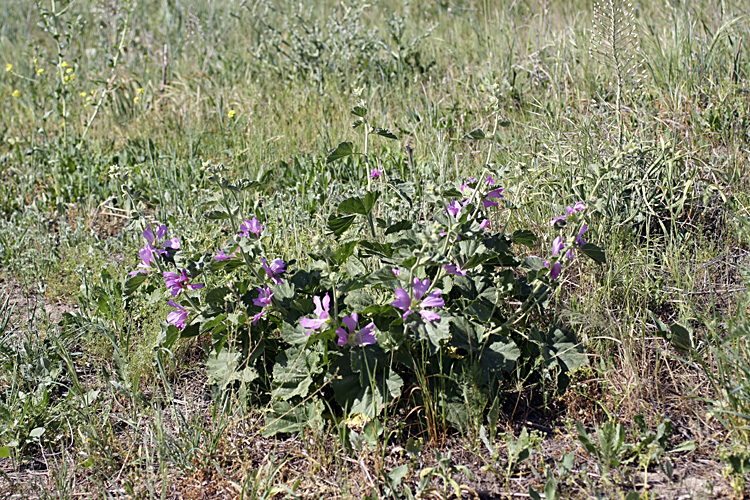 Image of Alcea baldschuanica specimen.