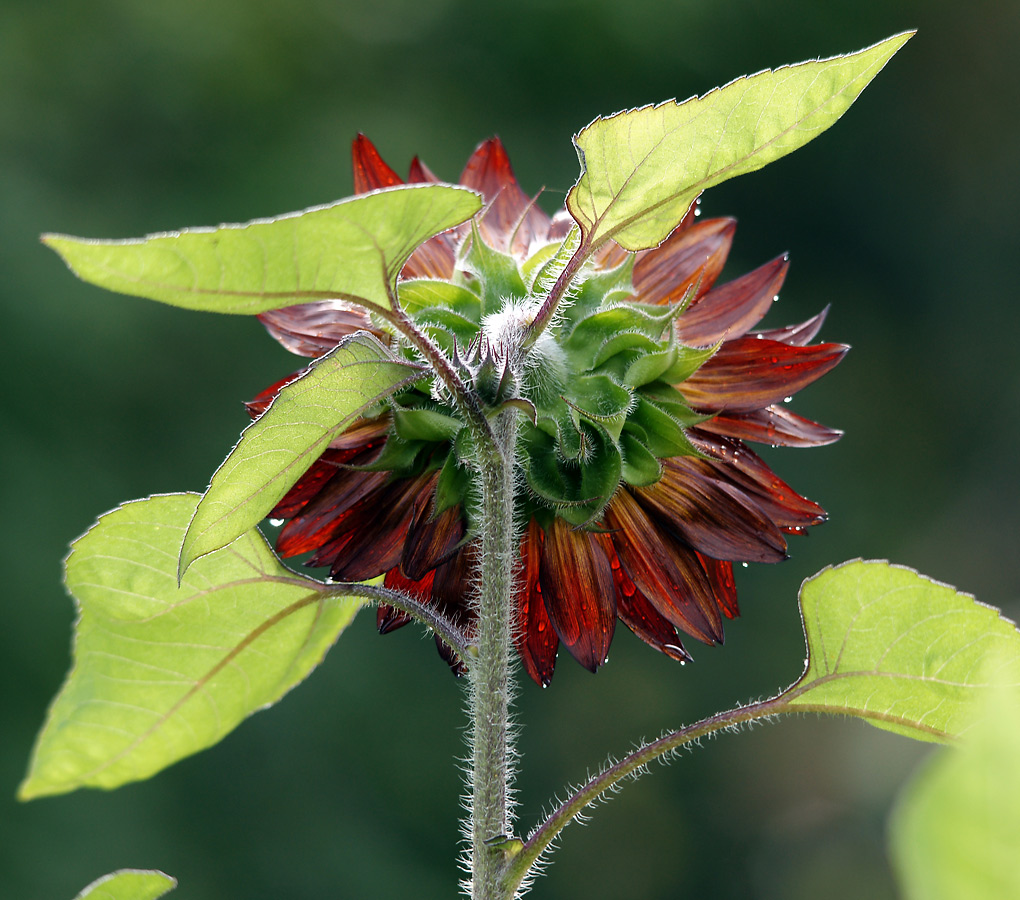 Изображение особи Helianthus annuus.