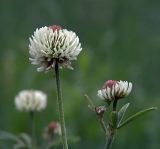 Trifolium montanum. Соцветия. Московская обл., Раменский р-н, окр. дер. Хрипань, луг. 10.06.2005.