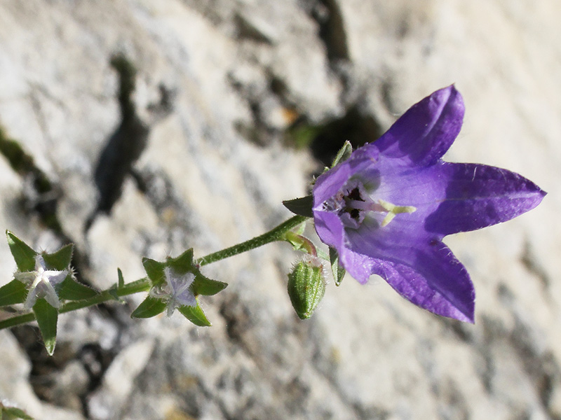 Изображение особи Campanula woronowii.