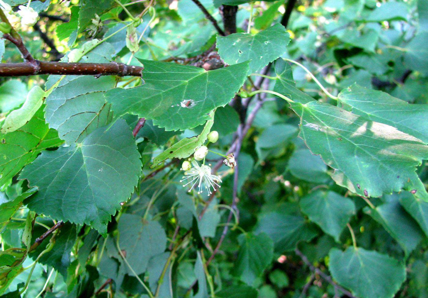 Изображение особи Tilia cordata.