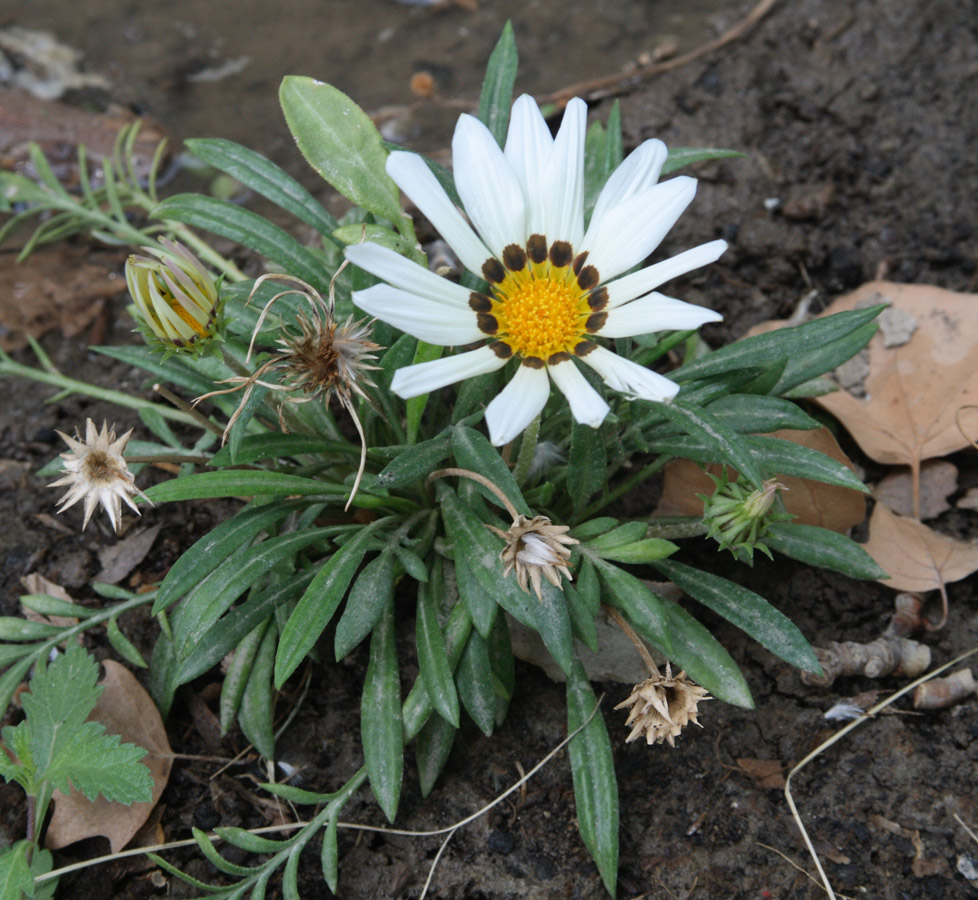 Изображение особи род Gazania.