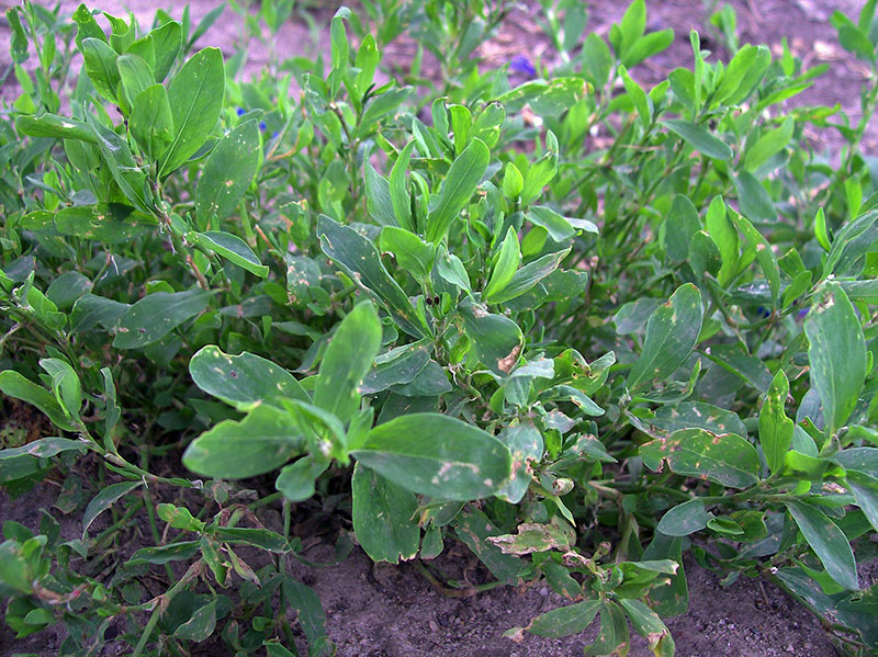 Image of Polygonum aviculare specimen.