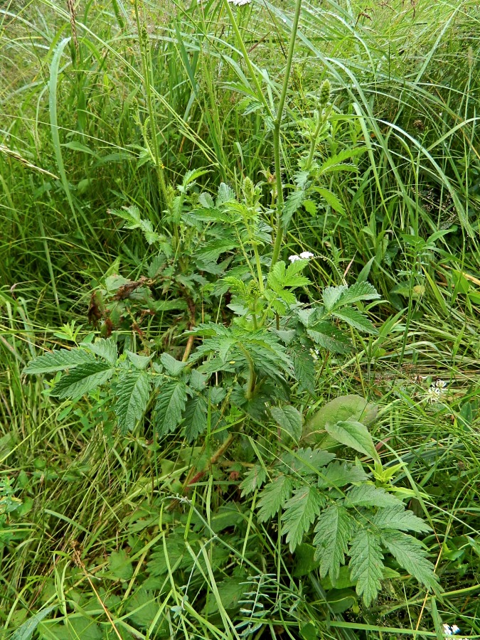 Image of genus Agrimonia specimen.