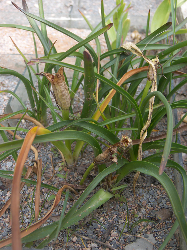 Image of Merendera montana specimen.