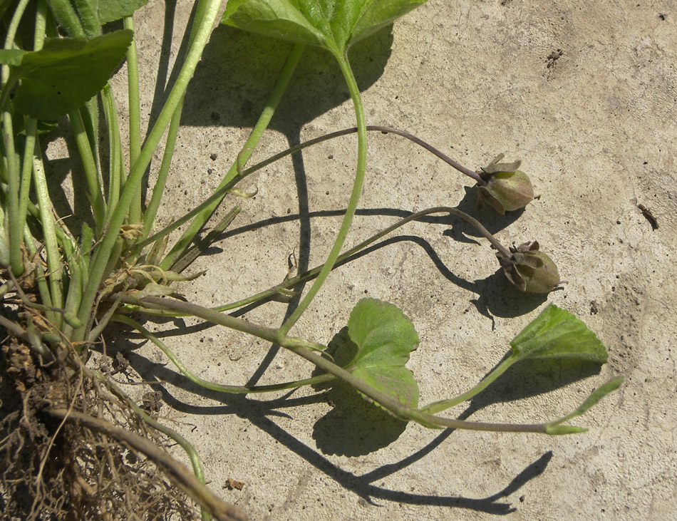 Image of Viola suavis specimen.