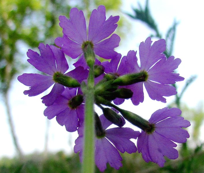 Image of Primula cortusoides specimen.