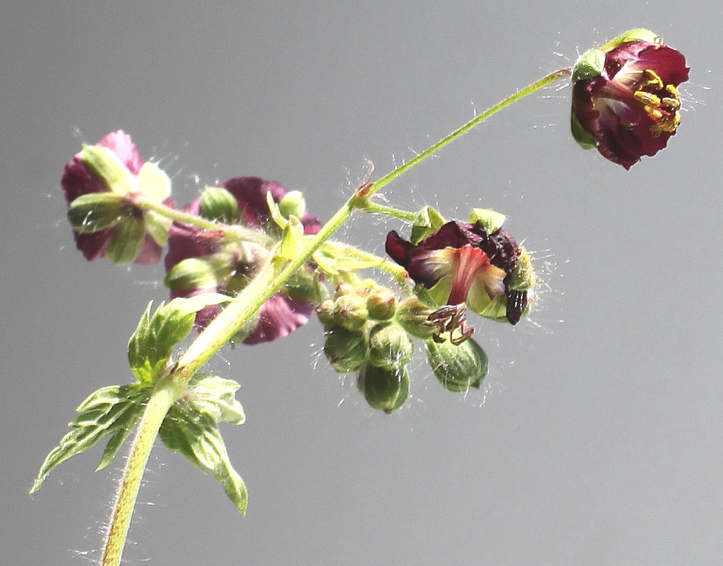 Image of Geranium phaeum specimen.