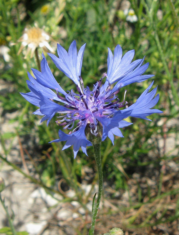 Изображение особи Centaurea cyanus.