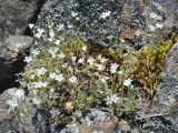 Cerastium alpinum