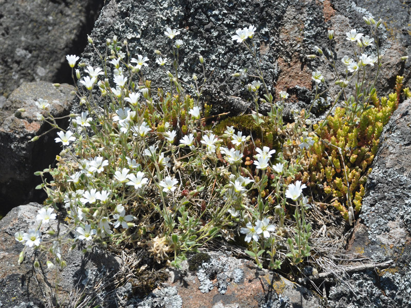 Image of Cerastium alpinum specimen.