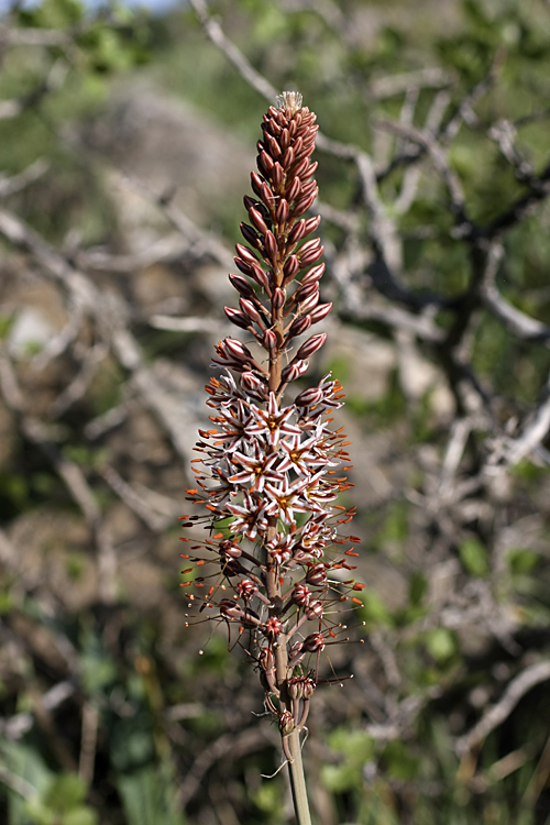 Image of Eremurus regelii specimen.