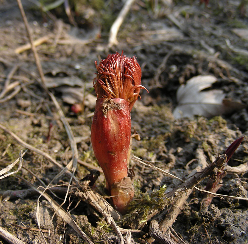 Изображение особи Paeonia tenuifolia.