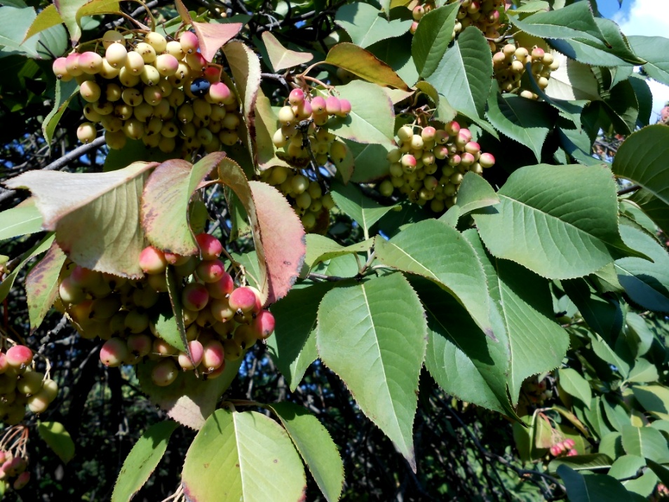 Изображение особи Viburnum lentago.