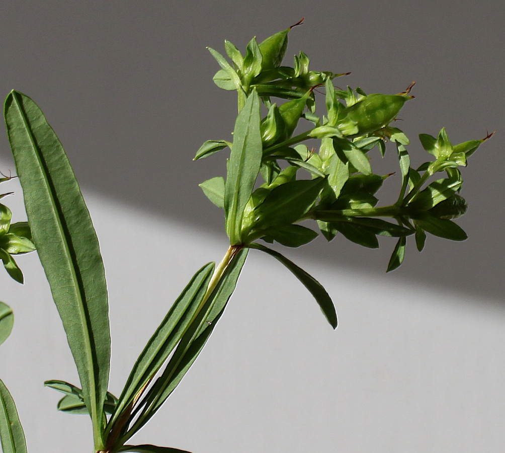 Image of genus Hypericum specimen.