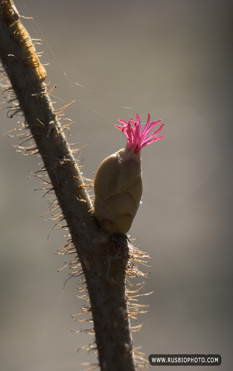 Image of Corylus avellana specimen.