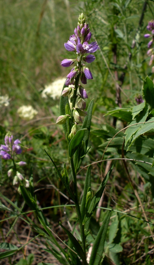 Image of Polygala comosa specimen.