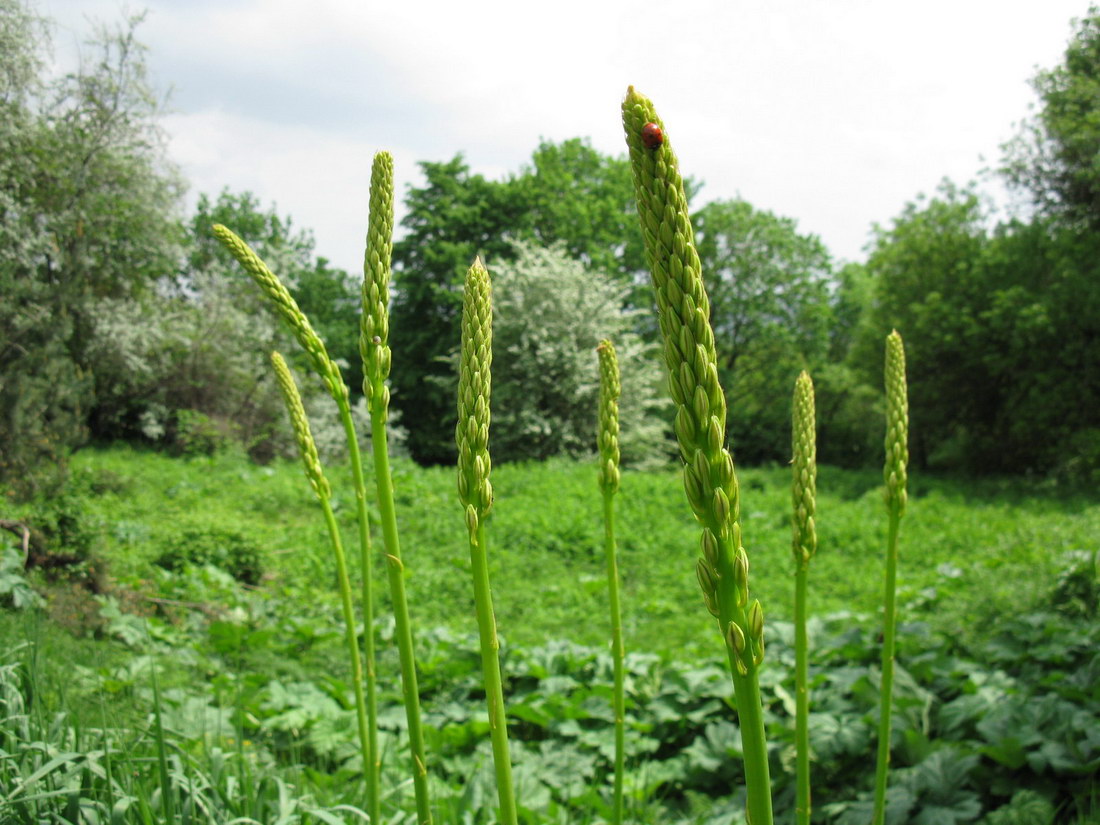 Image of Eremurus spectabilis specimen.