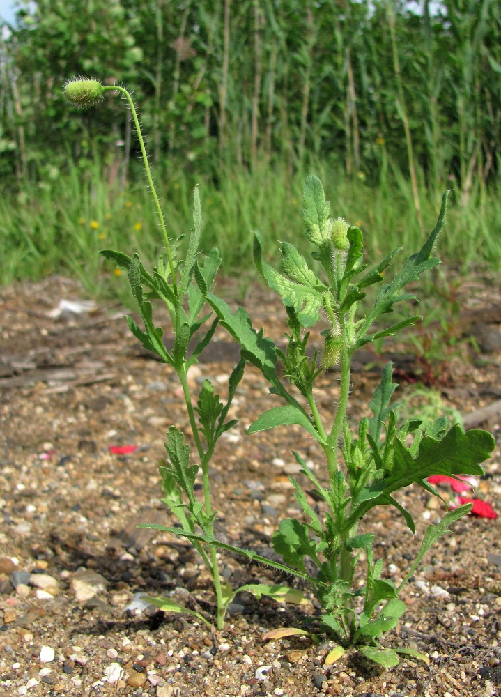 Image of Papaver rhoeas specimen.