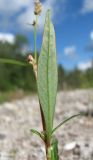 Persicaria scabra. Лист (вид с обратной стороны). Архангельская обл., Вельский р-н, окр. пос. Усть-Шоноша. 09.08.2012.