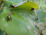 Populus tremula