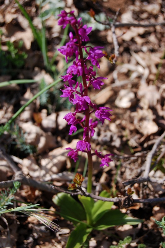 Изображение особи Orchis mascula.