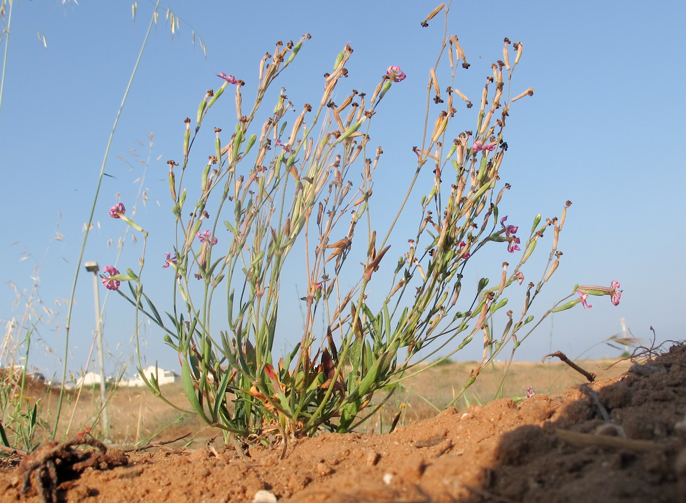 Image of Silene colorata specimen.