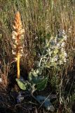 Orobanche callieri. Цветущее растение (справа - Salvia aethiopis). Крым, окр. Севастополя. 25 мая 2009 г.