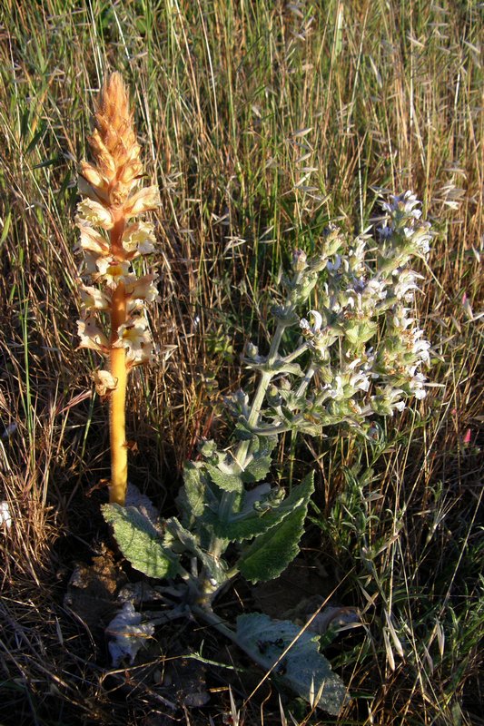 Image of Orobanche callieri specimen.