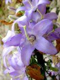 Смотреть изображение Campanula pyramidalis