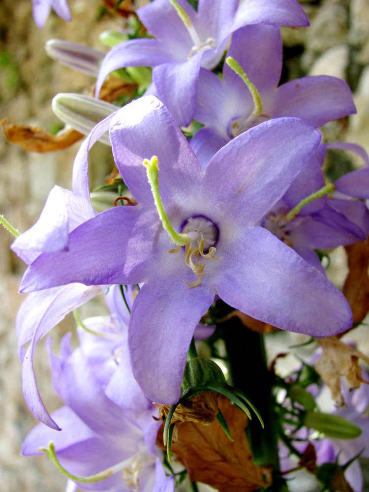 Image of Campanula pyramidalis specimen.