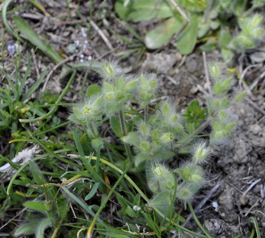 Image of Cerastium comatum specimen.