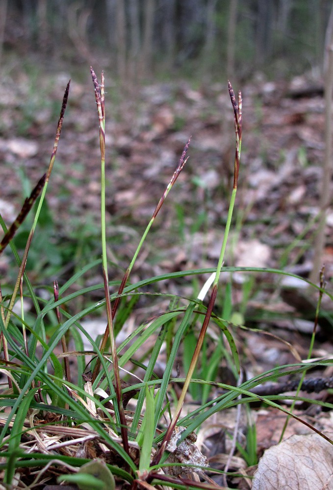 Изображение особи Carex digitata.