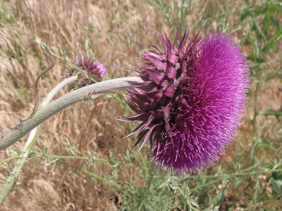 Image of Carduus thoermeri specimen.