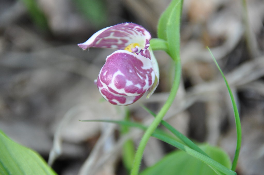 Image of Cypripedium guttatum specimen.