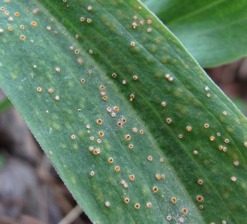 Изображение особи Scorzonera glabra.