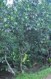 Artocarpus heterophyllus. Плодоносящее дерево. Таиланд, национальный парк Си Пханг-нга. 19.06.2013.