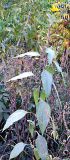 Helianthus tuberosus. Цветущее растение. Пустырь, г. Луганск. Конец сентября.