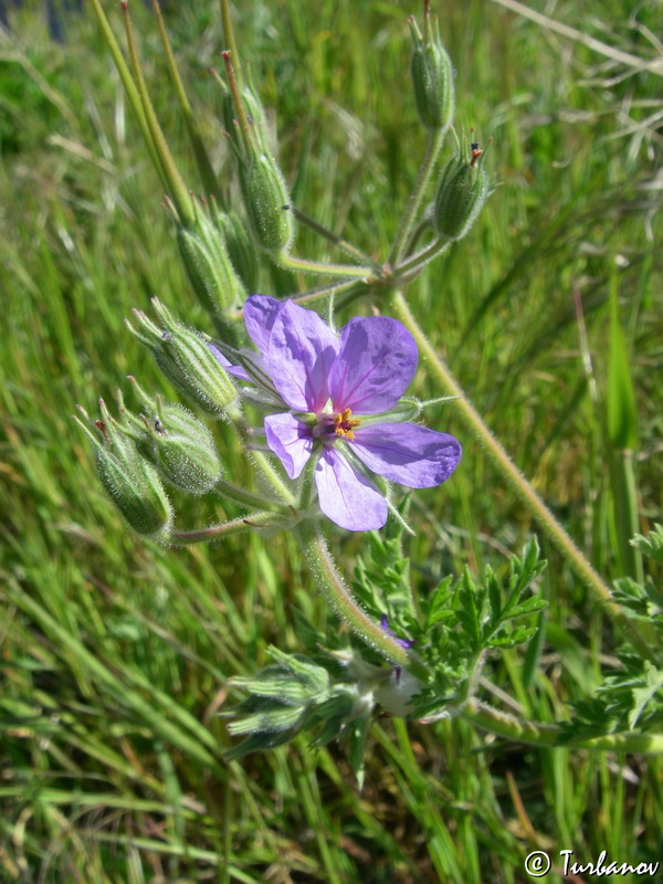 Изображение особи Erodium ciconium.