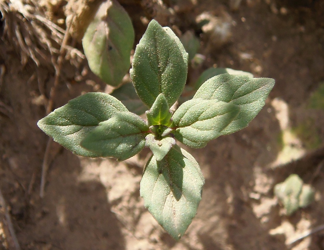 Image of Ziziphora acinos specimen.